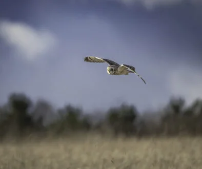 Blue Owl tops $2.9bn for asset-based special opps fund