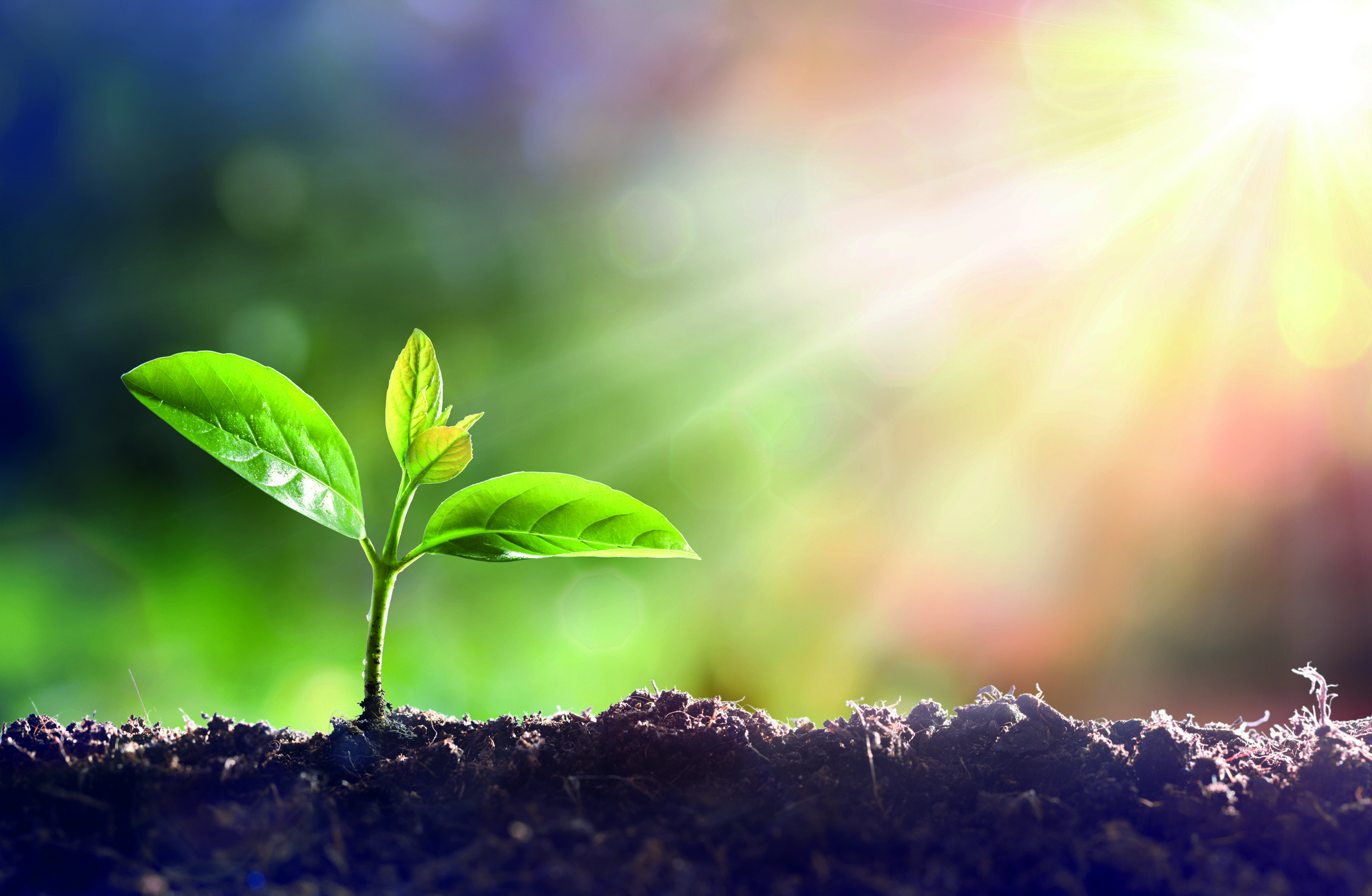 SRT market boom set for five more years of solid growth
