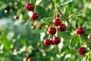 Coller Capital taps Italian wealth market with Cherry Bank partnership