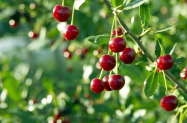 Coller Capital taps Italian wealth market with Cherry Bank partnership