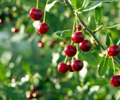 Coller Capital taps Italian wealth market with Cherry Bank partnership