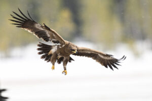Victory Capital acquires First Eagle to bolster alts credit offering