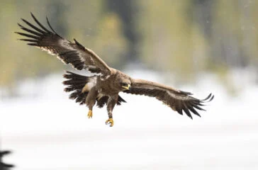 Victory Capital acquires First Eagle to bolster alts credit offering