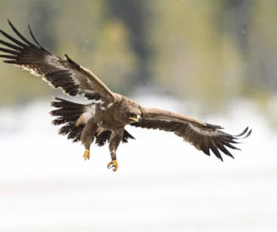 Victory Capital acquires First Eagle to bolster alts credit offering