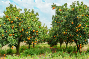 BlueOrchard raises $250m for climate-focused private debt fund