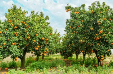 BlueOrchard raises $250m for climate-focused private debt fund