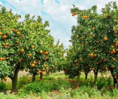 BlueOrchard raises $250m for climate-focused private debt fund