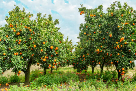 BlueOrchard raises $250m for climate-focused private debt fund