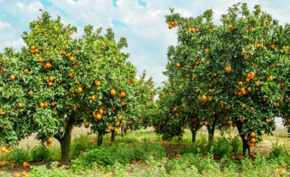 BlueOrchard raises $250m for climate-focused private debt fund